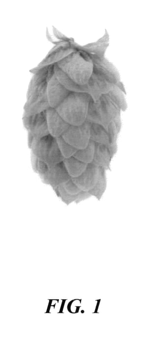 Figure 1 of US plant patent PP24125, the photograph of HBC 369 printed in the patent.