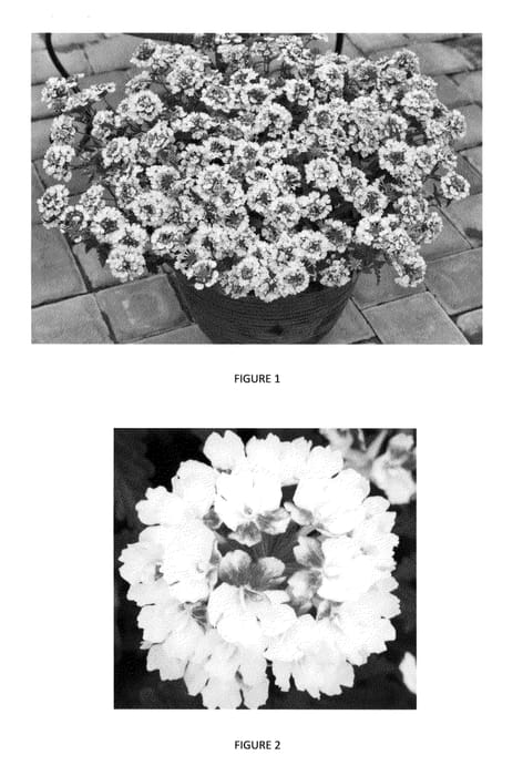 Figure 1 of US plant patent PP24126, the photograph of VEAZ0015 printed in the patent.