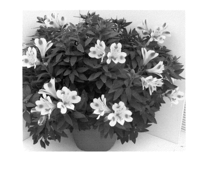 Figure 1 of US plant patent PP24127, the photograph of Tescreda Improved printed in the patent.