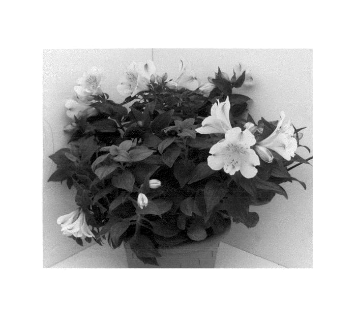 Figure 1 of US plant patent PP24128, the photograph of Tessunlight Improved printed in the patent.