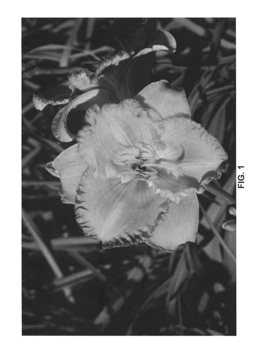 Figure 1 of US plant patent PP24129, the photograph of Centerton One printed in the patent.