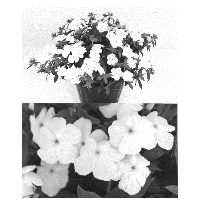 Figure 1 of US plant patent PP24130, the photograph of Sunphlosiro printed in the patent.