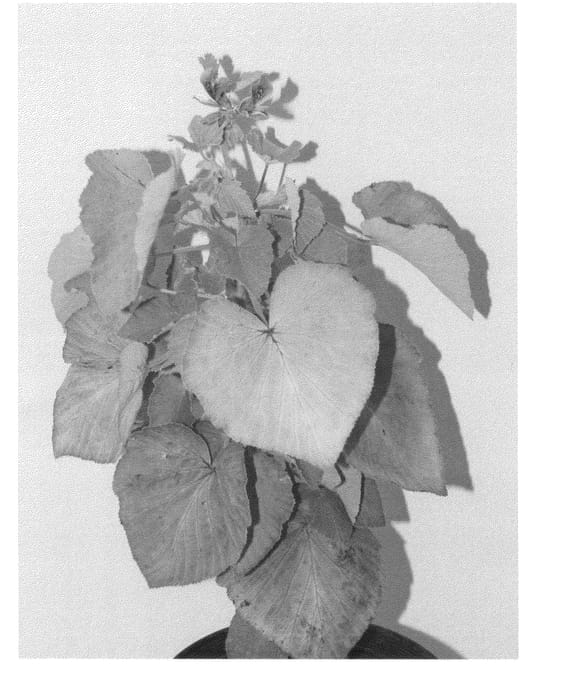 Figure 1 of US plant patent PP24131, the photograph of DONN'S GOLDSTRIKE printed in the patent.