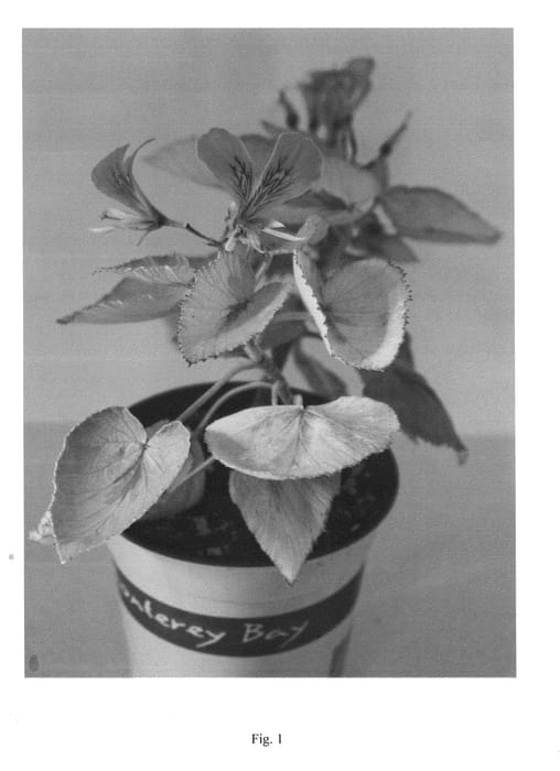 Figure 1 of US plant patent PP24132, the photograph of CAROLINE'S CITRINE printed in the patent.