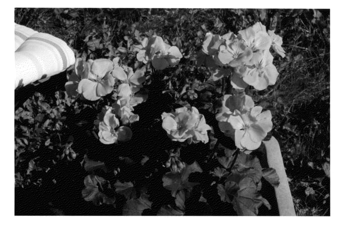 Figure 1 of US plant patent PP24133, the photograph of KLEPZ11229 printed in the patent.
