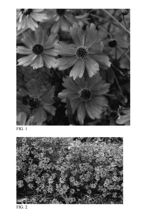Figure 1 of US plant patent PP24134, the photograph of Tahitian Sunset printed in the patent.