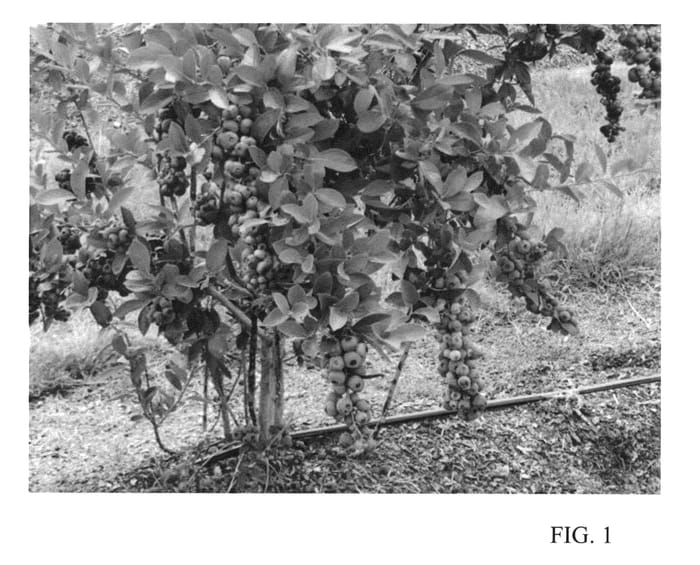 Figure 1 of US plant patent PP24135, the photograph of T-959 printed in the patent.