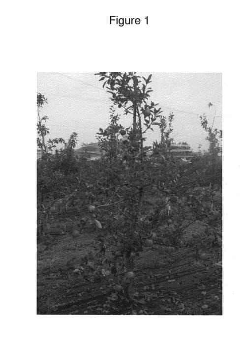 Figure 1 of US plant patent PP24136, the photograph of picnic printed in the patent.
