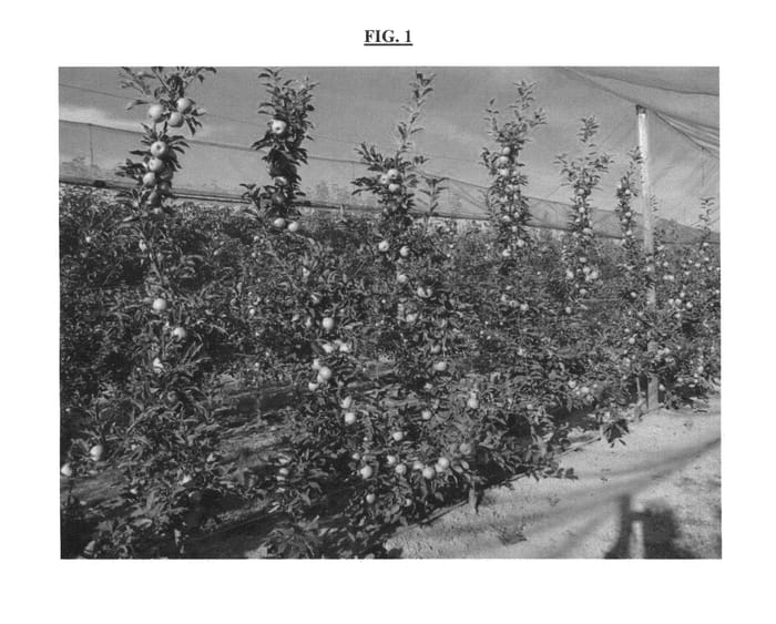 Figure 1 of US plant patent PP24137, the photograph of Smeralda printed in the patent.