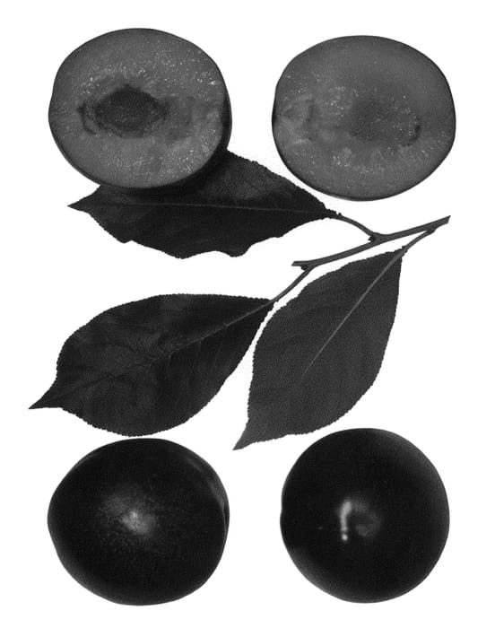 Figure 1 of US plant patent PP24138, the photograph of Bella Zee printed in the patent.