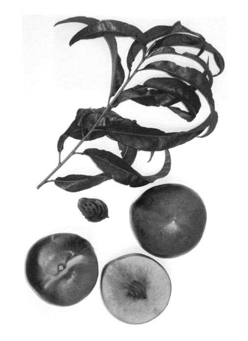 Figure 1 of US plant patent PP24139, the photograph of Burnecttwentysix printed in the patent.