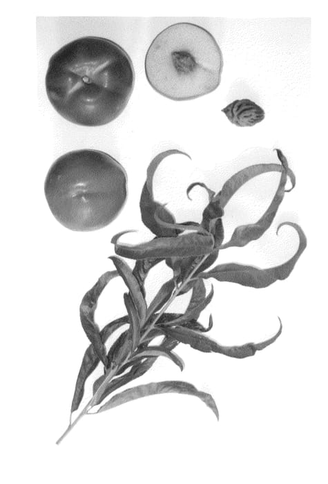 Figure 1 of US plant patent PP24140, the photograph of Burnecttwentyfive printed in the patent.