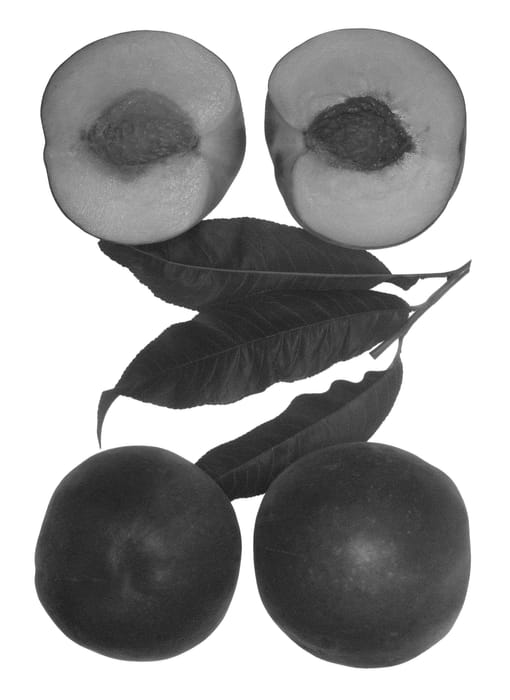 Figure 1 of US plant patent PP24141, the photograph of Snow Bliss printed in the patent.
