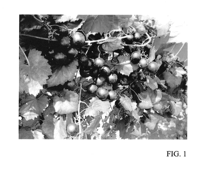 Figure 1 of US plant patent PP24142, the photograph of Ga. 5-1-45 printed in the patent.