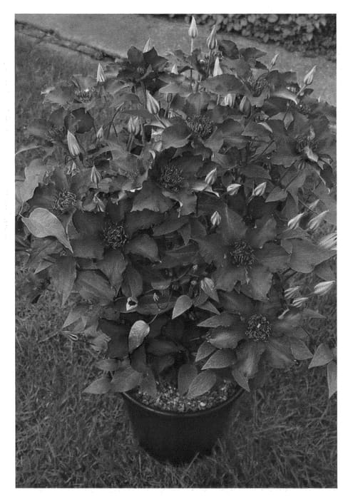 Figure 1 of US plant patent PP24143, the photograph of SUZY MAC IMPROVED printed in the patent.