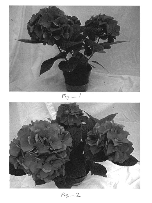Figure 1 of US plant patent PP24144, the photograph of BC6.8 printed in the patent.