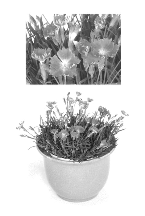 Figure 1 of US plant patent PP24145, the photograph of Shishika-01 printed in the patent.
