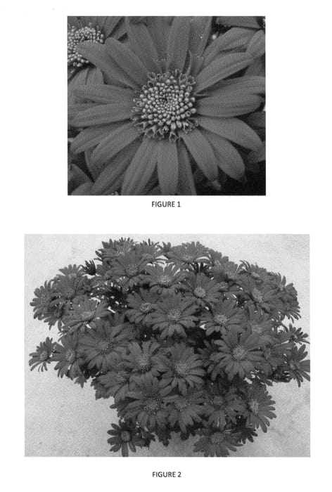 Figure 1 of US plant patent PP24146, the photograph of CIDZ0034 printed in the patent.