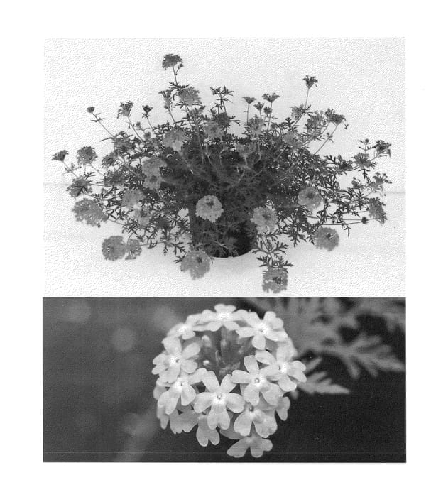 Figure 1 of US plant patent PP24147, the photograph of Suntapilila printed in the patent.