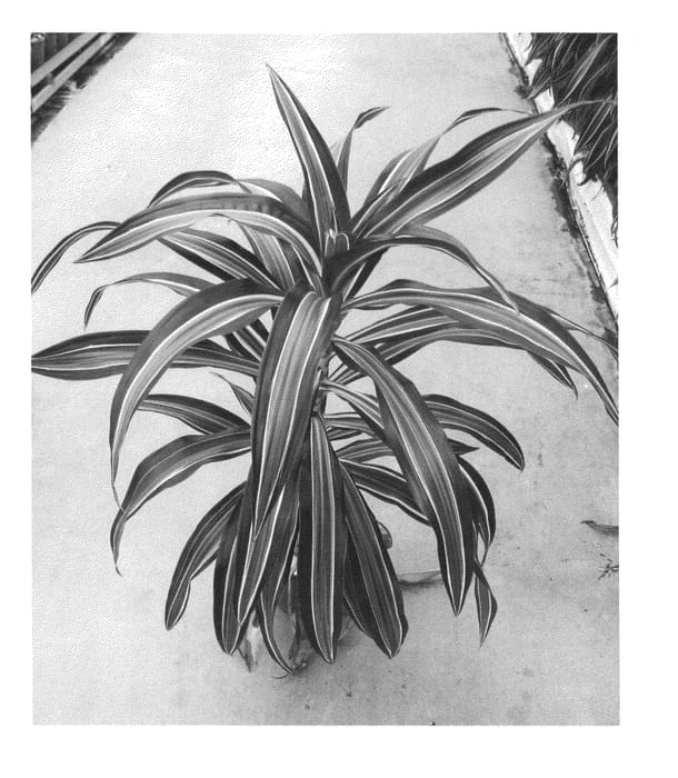 Figure 1 of US plant patent PP24148, the photograph of 2004030D printed in the patent.