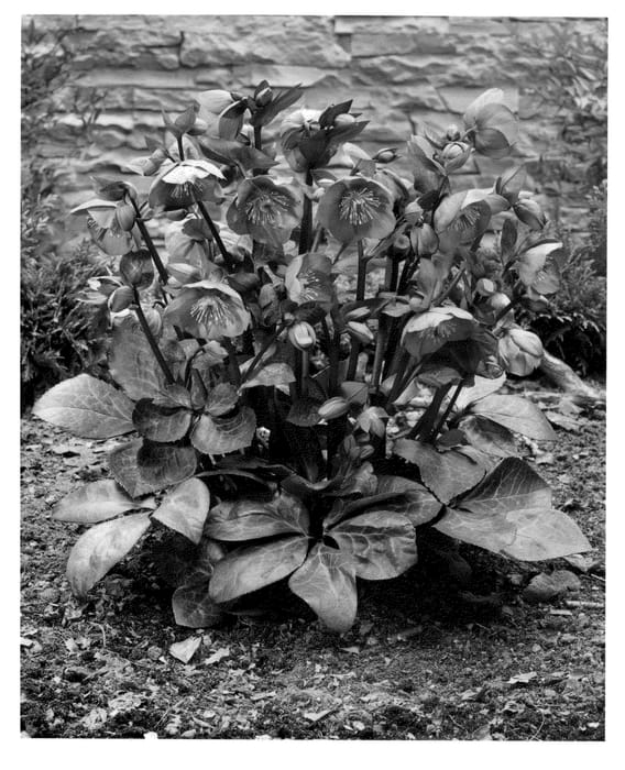 Figure 1 of US plant patent PP24149, the photograph of ABCRD01 printed in the patent.