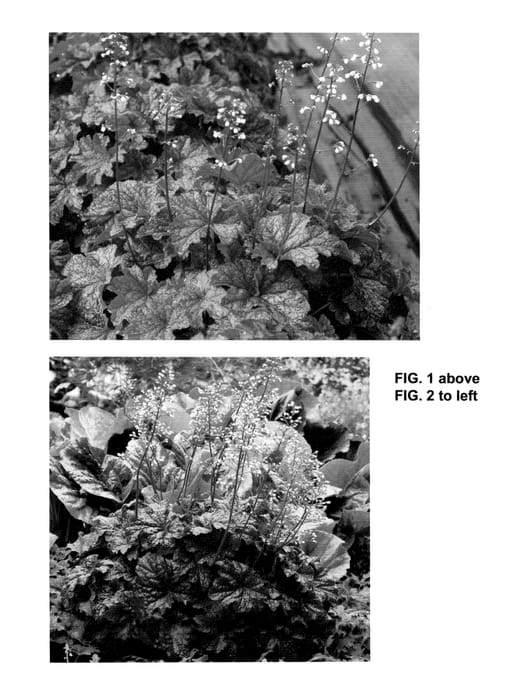 Figure 1 of US plant patent PP24150, the photograph of Cajun Fire printed in the patent.