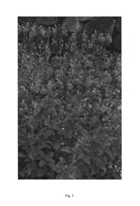 Figure 1 of US plant patent PP24151, the photograph of EGGBEN005 printed in the patent.