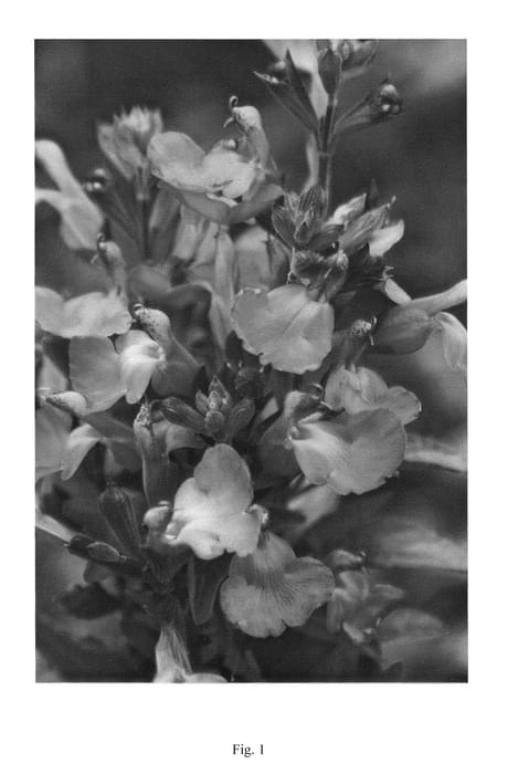 Figure 1 of US plant patent PP24152, the photograph of EGGBEN001 printed in the patent.