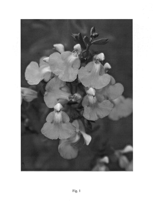Figure 1 of US plant patent PP24153, the photograph of EGGBEN002 printed in the patent.
