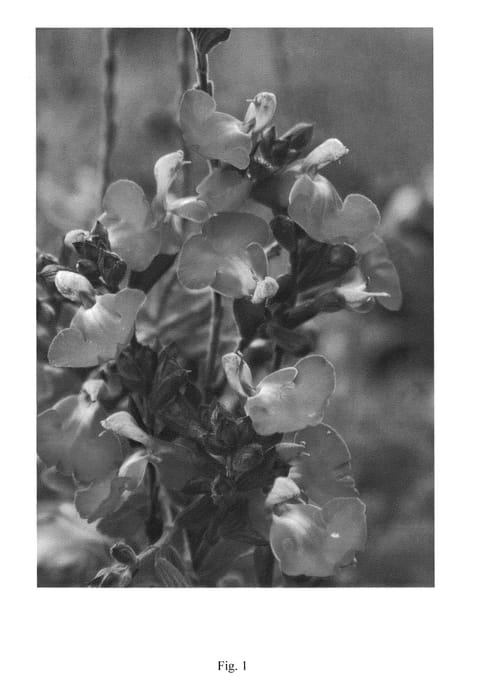 Figure 1 of US plant patent PP24154, the photograph of EGGBEN004 printed in the patent.