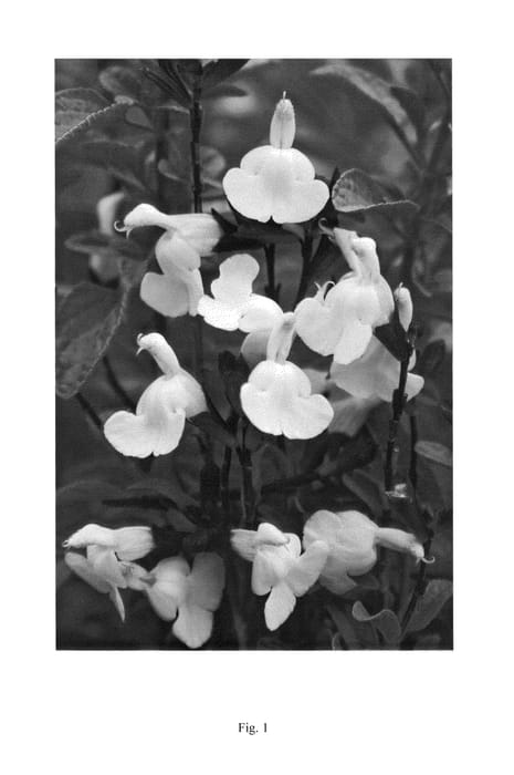 Figure 1 of US plant patent PP24155, the photograph of EGGBEN003 printed in the patent.