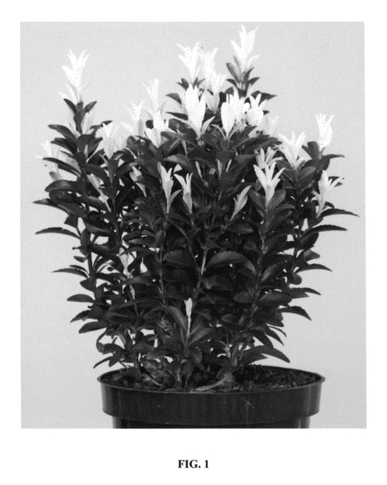 Figure 1 of US plant patent PP24156, the photograph of Lankveld03 printed in the patent.