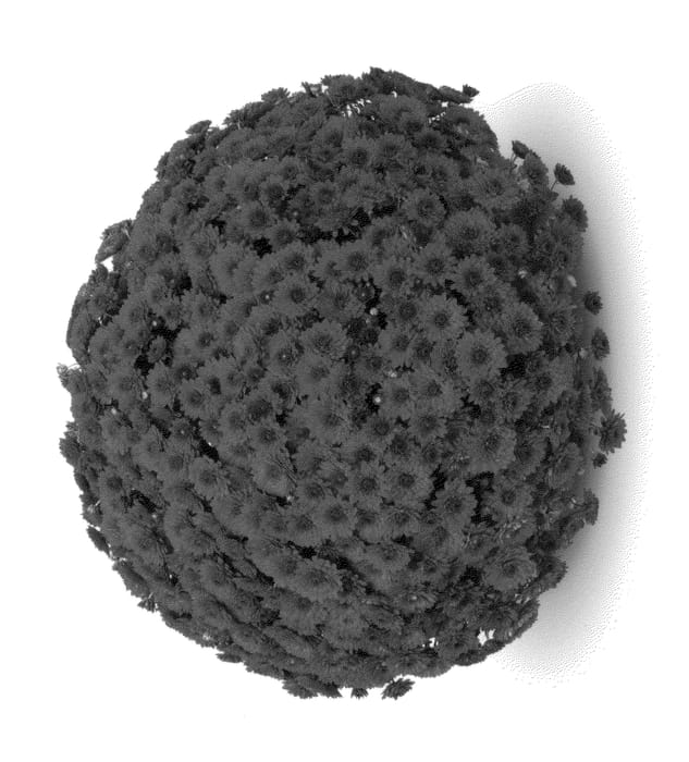 Figure 1 of US plant patent PP24157, the photograph of Lava Red printed in the patent.
