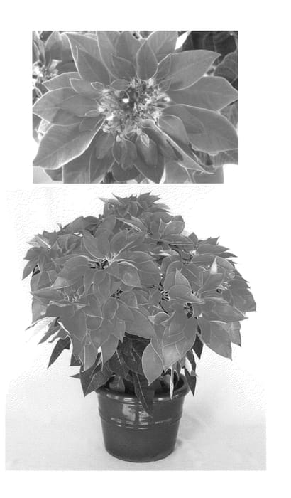 Figure 1 of US plant patent PP24158, the photograph of PERHC59B printed in the patent.