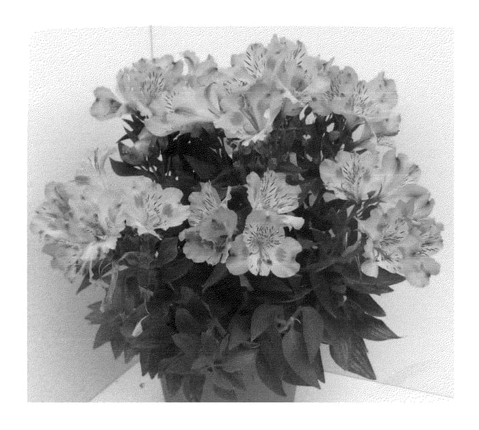 Figure 1 of US plant patent PP24159, the photograph of Tessunday Improved printed in the patent.
