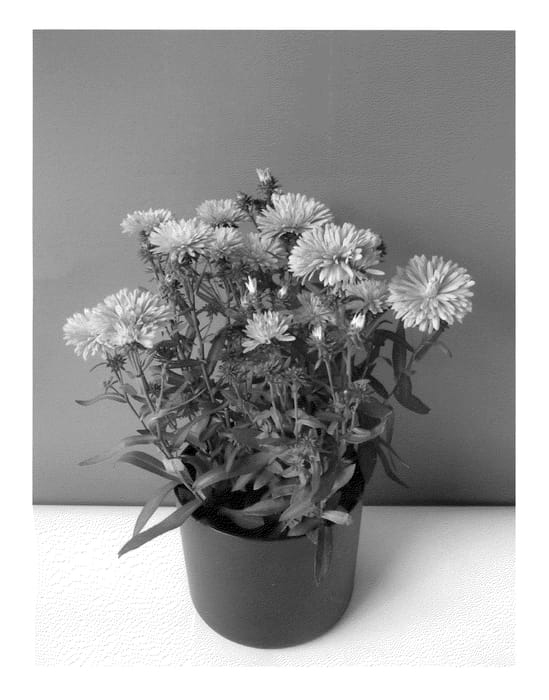 Figure 1 of US plant patent PP24160, the photograph of Victoria Xenian printed in the patent.