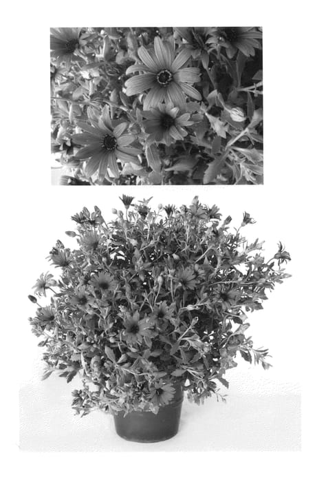 Figure 1 of US plant patent PP24161, the photograph of Sunost1102 printed in the patent.