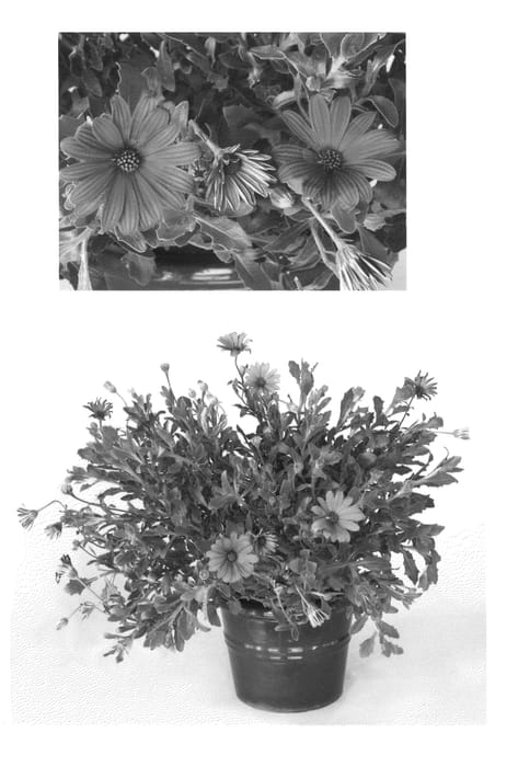 Figure 1 of US plant patent PP24162, the photograph of Sunost1101 printed in the patent.