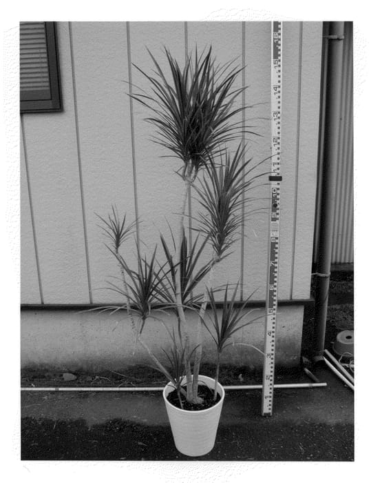 Figure 1 of US plant patent PP24163, the photograph of Scarlet Ibis printed in the patent.