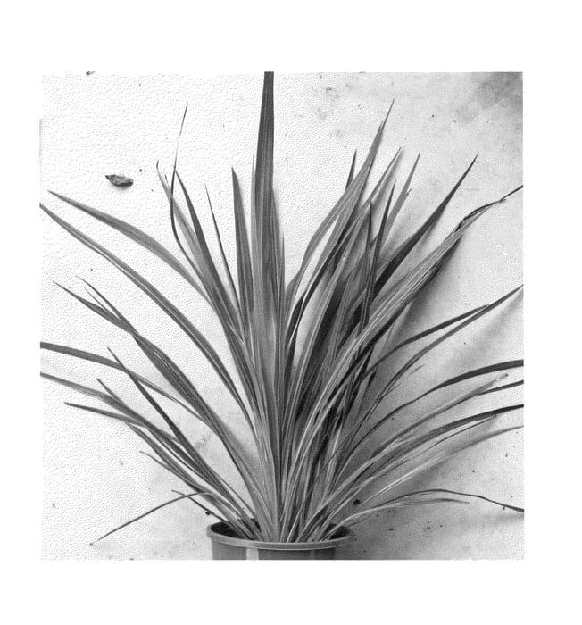 Figure 1 of US plant patent PP24164, the photograph of Sprilecstar printed in the patent.