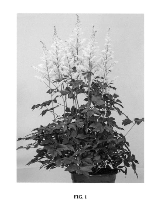 Figure 1 of US plant patent PP24165, the photograph of Hip Hop printed in the patent.