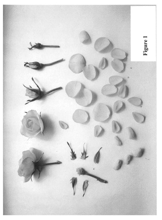 Figure 1 of US plant patent PP24166, the photograph of Poulpah054 printed in the patent.