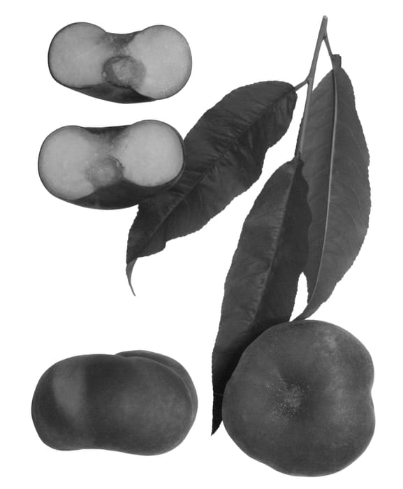 Figure 1 of US plant patent PP24167, the photograph of Sauzee Gem printed in the patent.