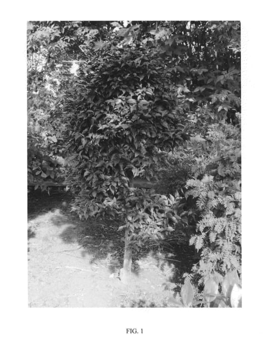 Figure 1 of US plant patent PP24168, the photograph of EVENING LIGHT printed in the patent.