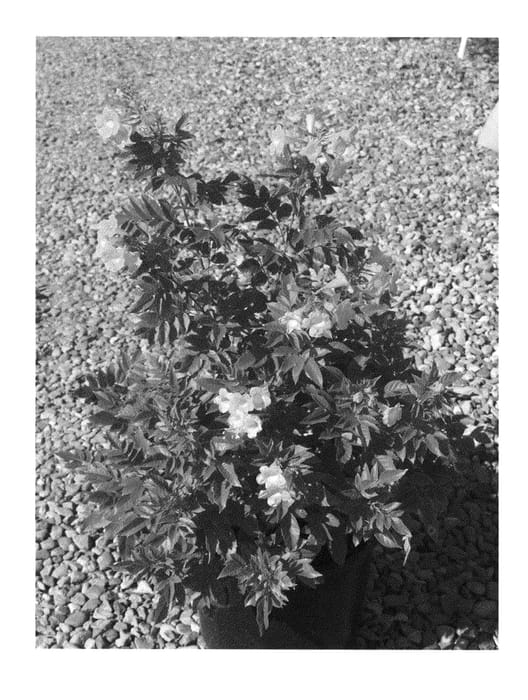 Figure 1 of US plant patent PP24169, the photograph of TEC60109105 printed in the patent.