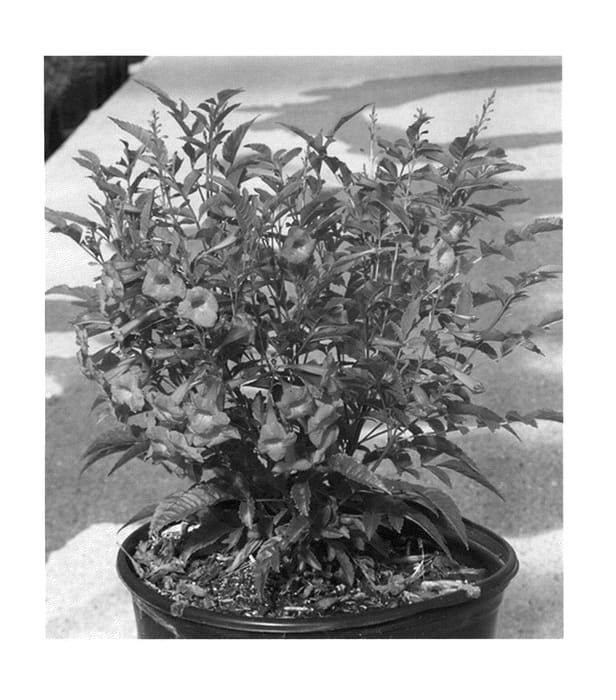 Figure 1 of US plant patent PP24170, the photograph of TEC6010916 printed in the patent.