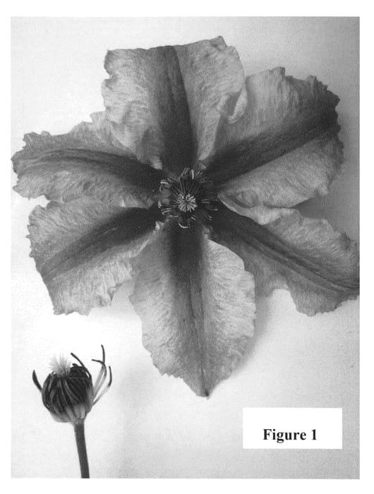 Figure 1 of US plant patent PP24171, the photograph of Evipo041 printed in the patent.