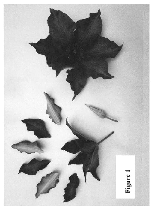 Figure 1 of US plant patent PP24172, the photograph of Evipo042 printed in the patent.