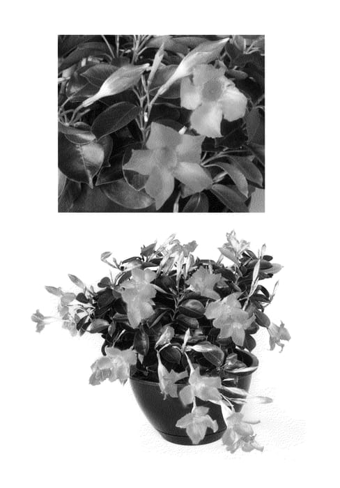 Figure 1 of US plant patent PP24173, the photograph of Marilyn printed in the patent.