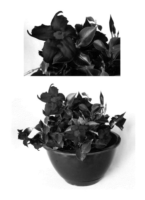 Figure 1 of US plant patent PP24174, the photograph of Grace printed in the patent.